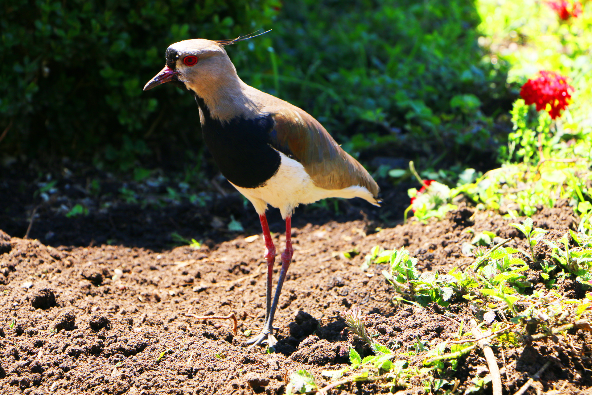 bird-botanical-gardens-curitiba