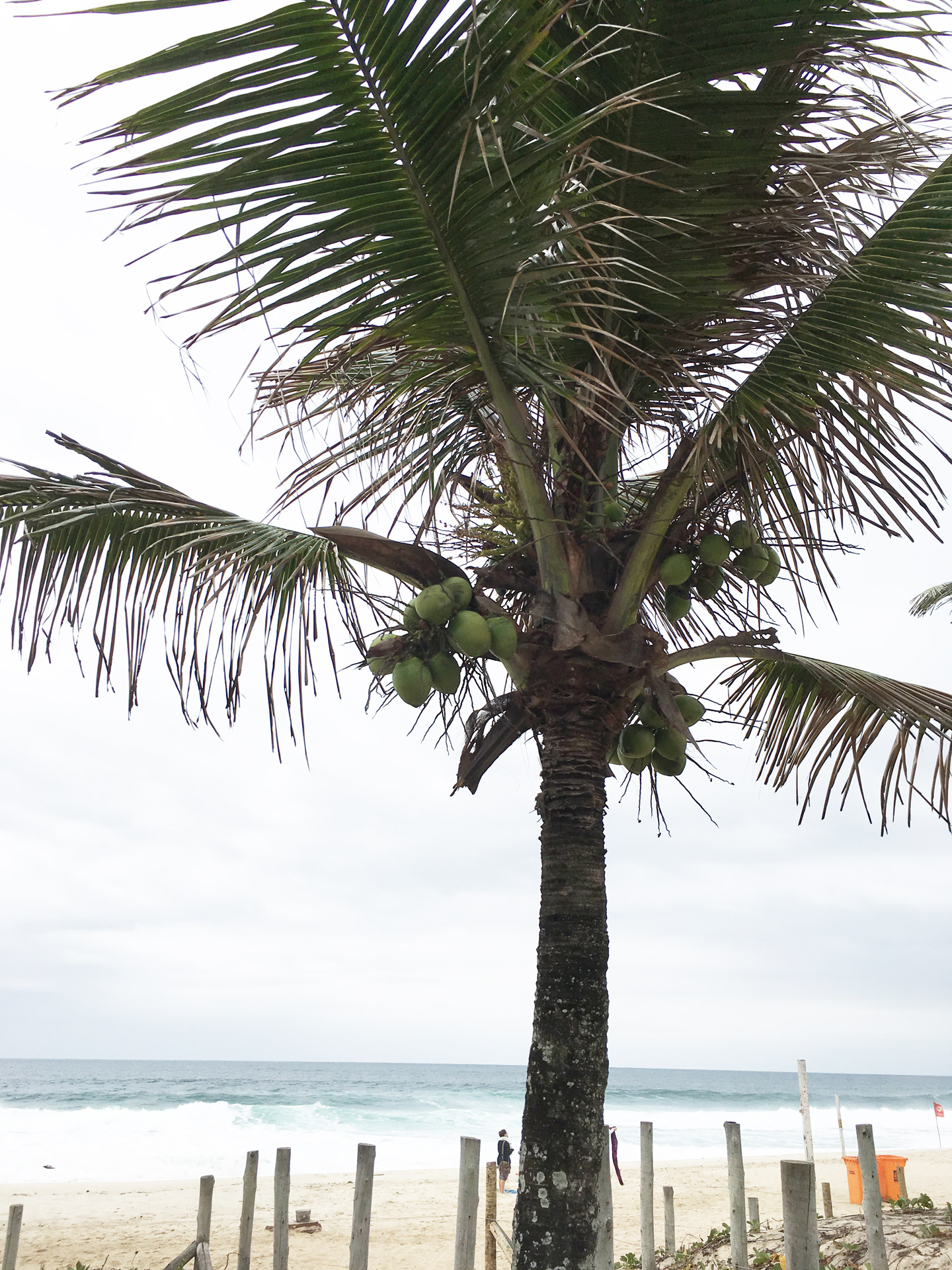 coconuts on ipanema beach