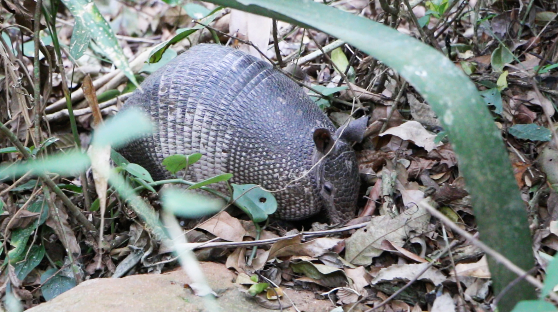 armadillo-florianopolis