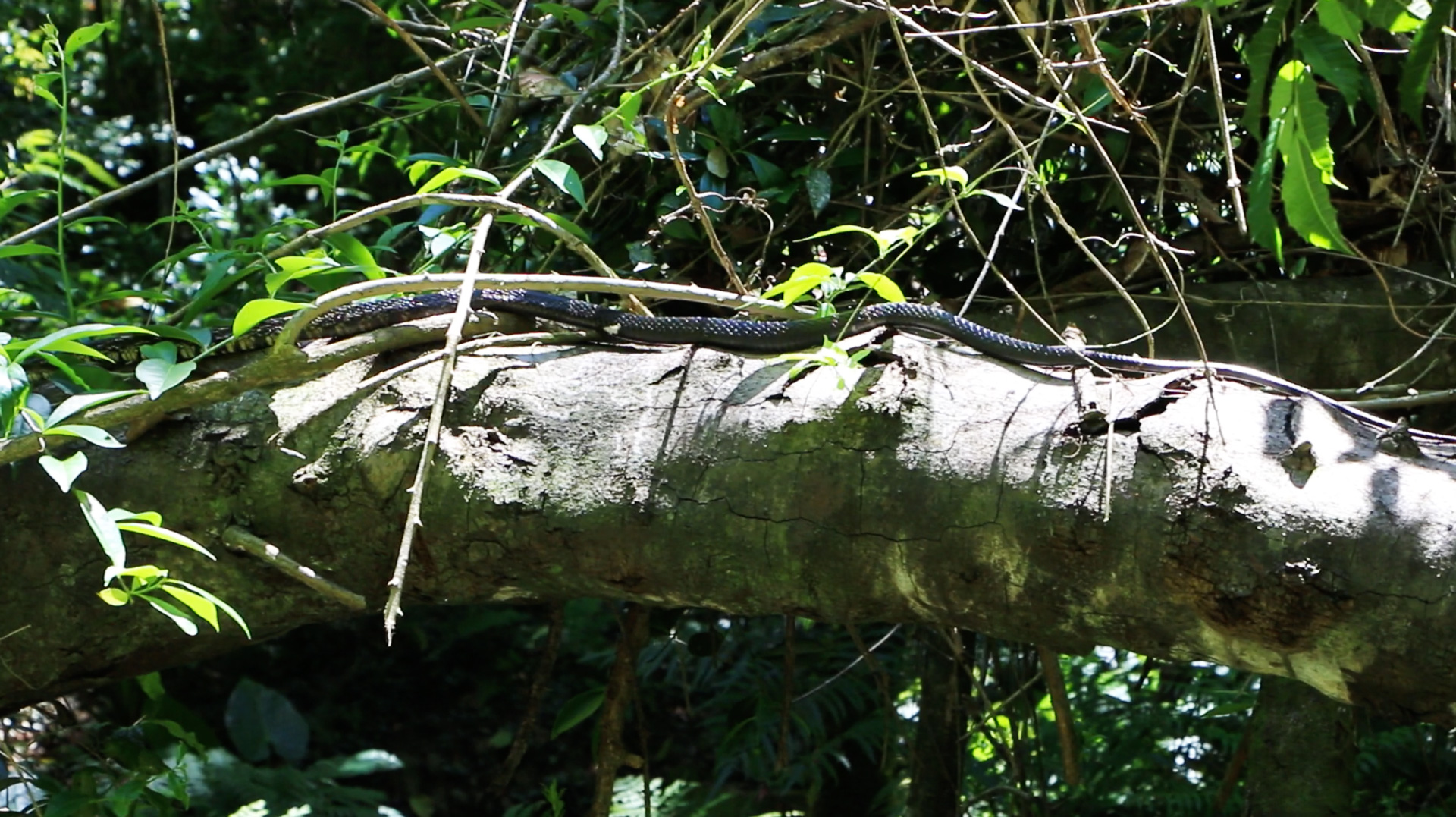 black-rat-snake