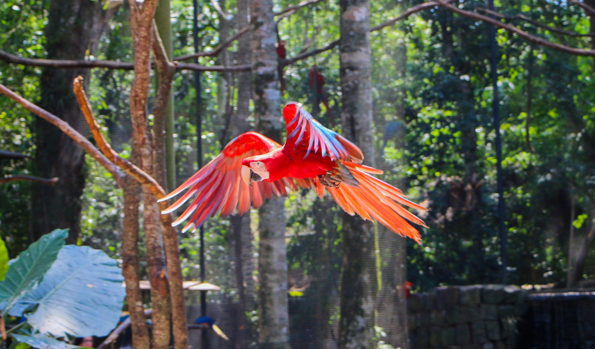 flying-parrot-parque-de-aves