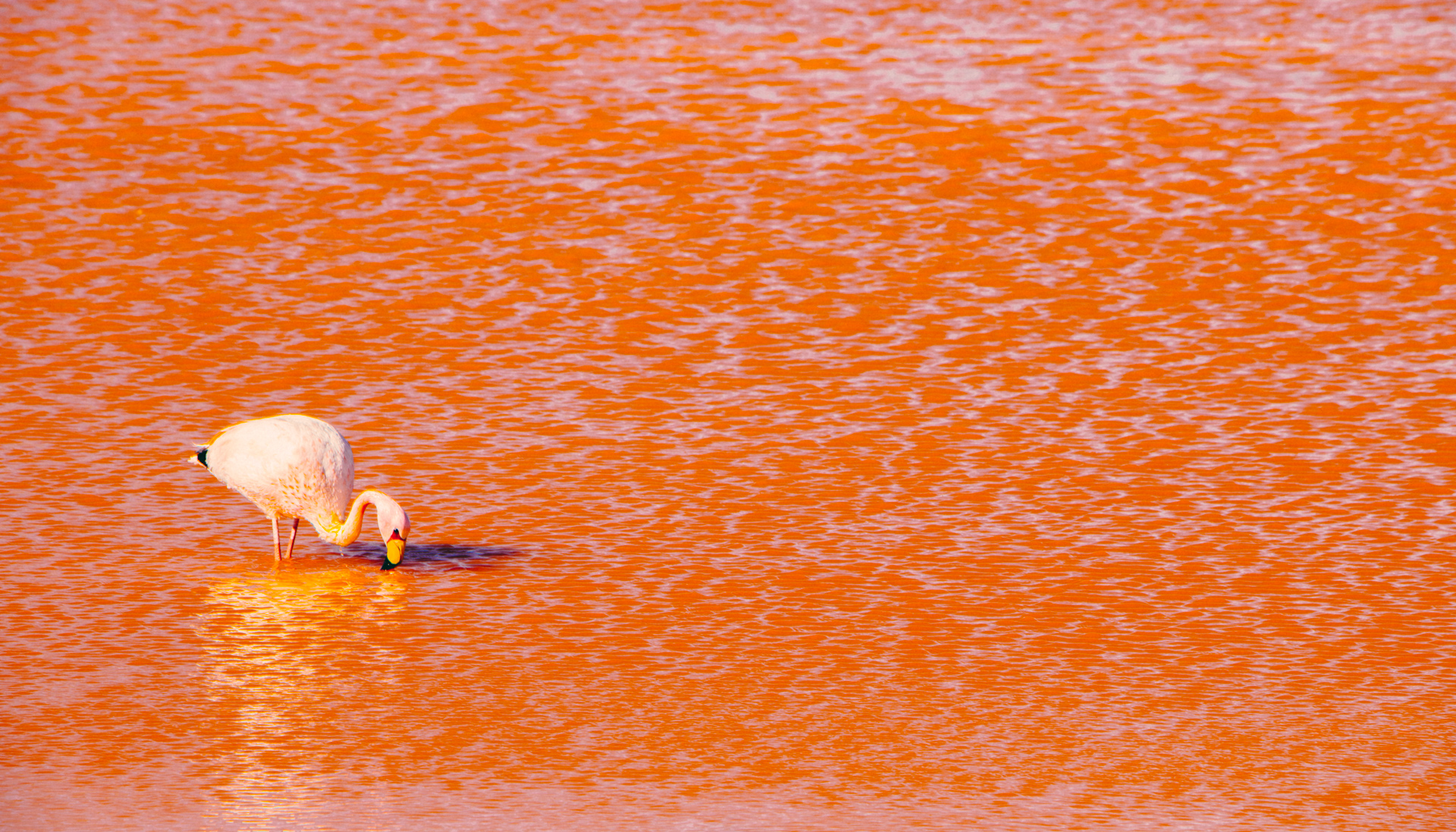 Flamingo in Red Lagoon - Heinz Soup