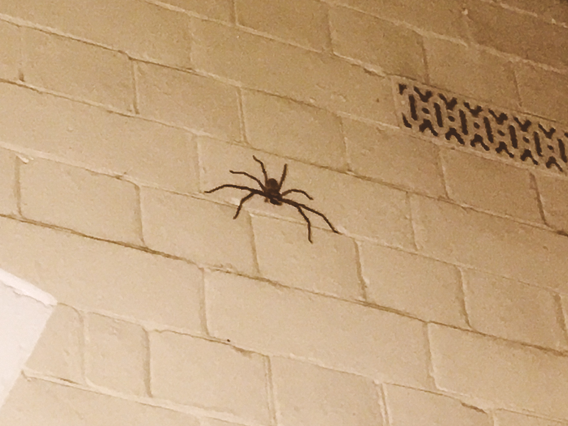 Huntsman spider in Sydney