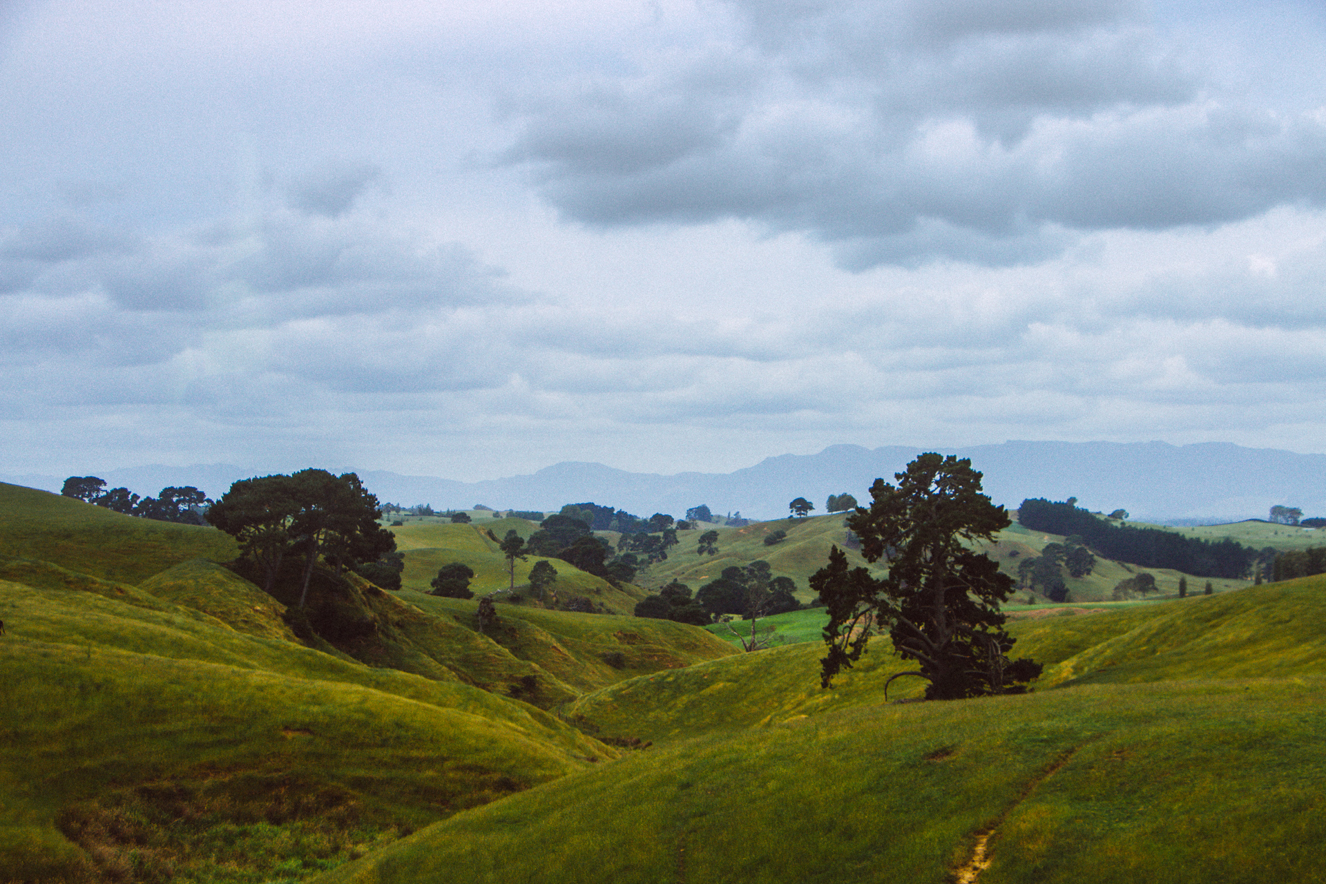 Rolling green hills of New Zealand