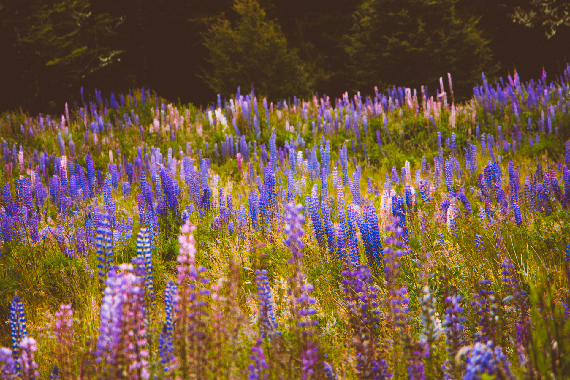 Bluebell fields New Zealand South Island