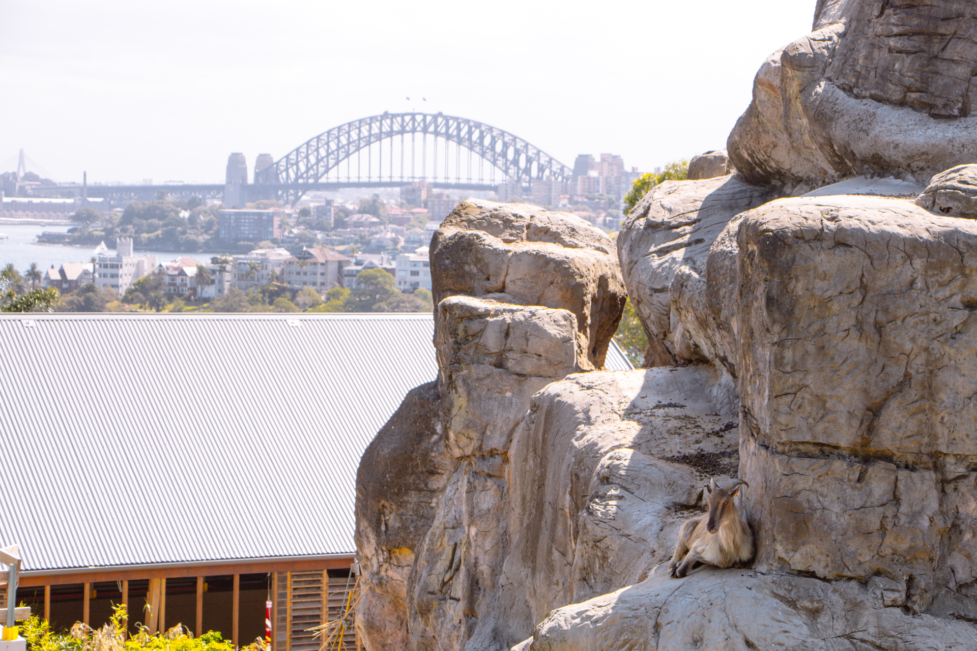 Sydney Zoo overlooking harbour and bay