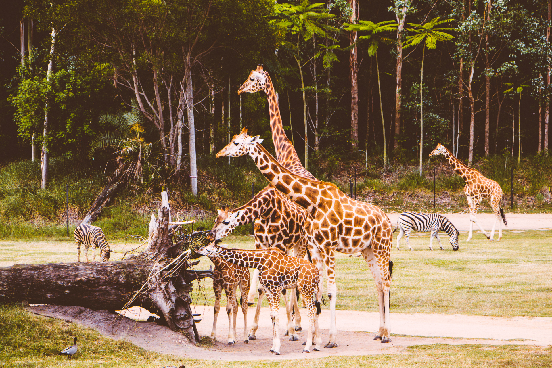 Giraffes at Australia Zoo