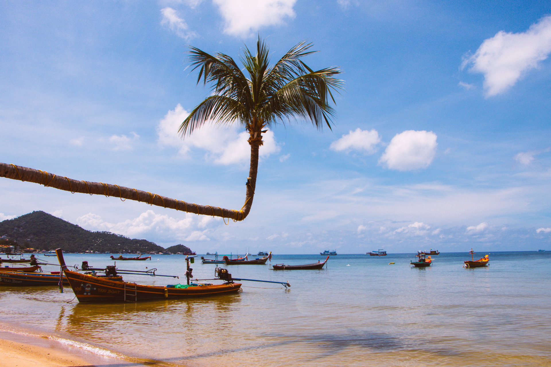 Palm Trees over beach in Thailand