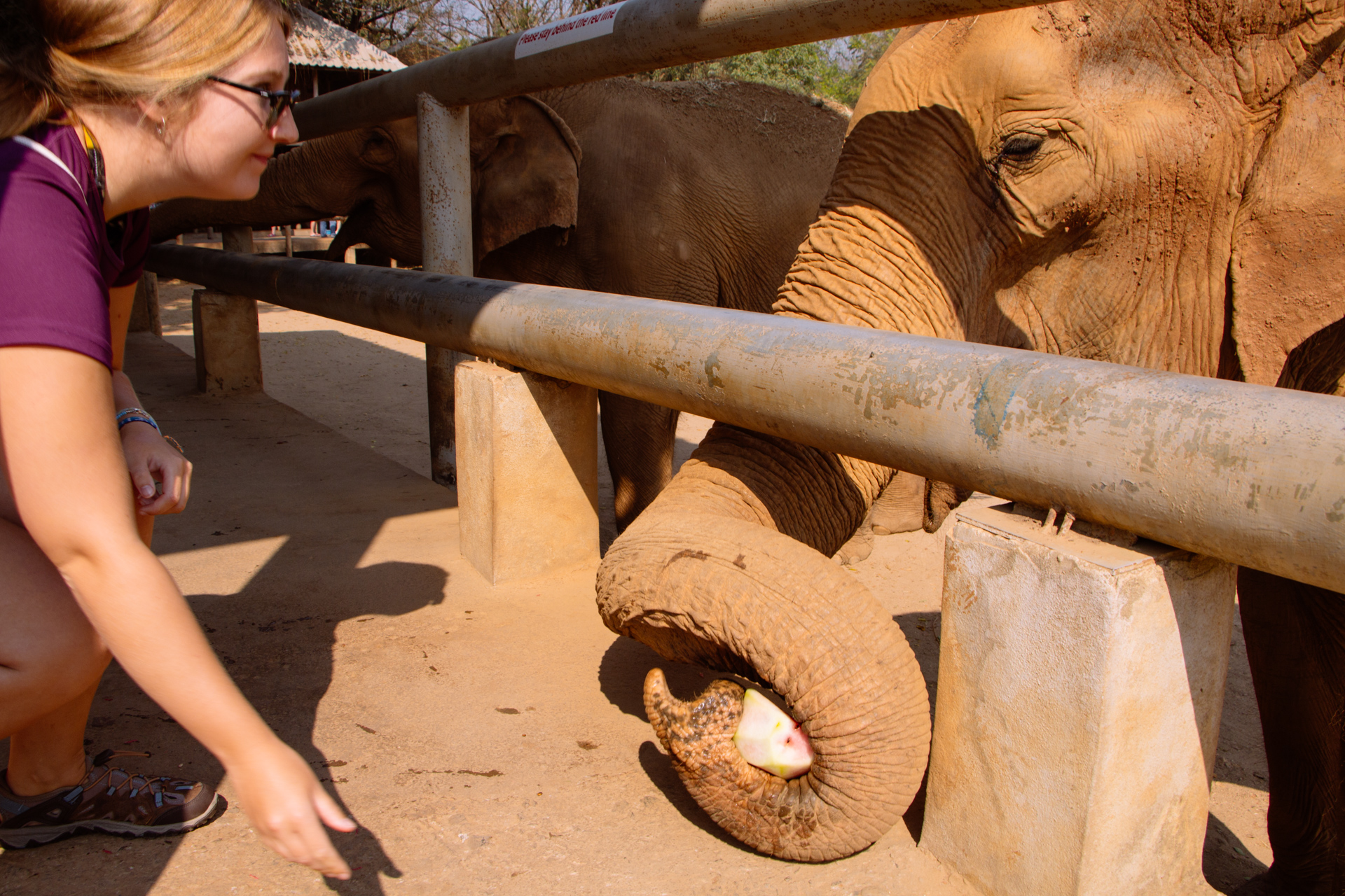 Chiang Mai Feeding Elephants in Sanctuary Elephant Park