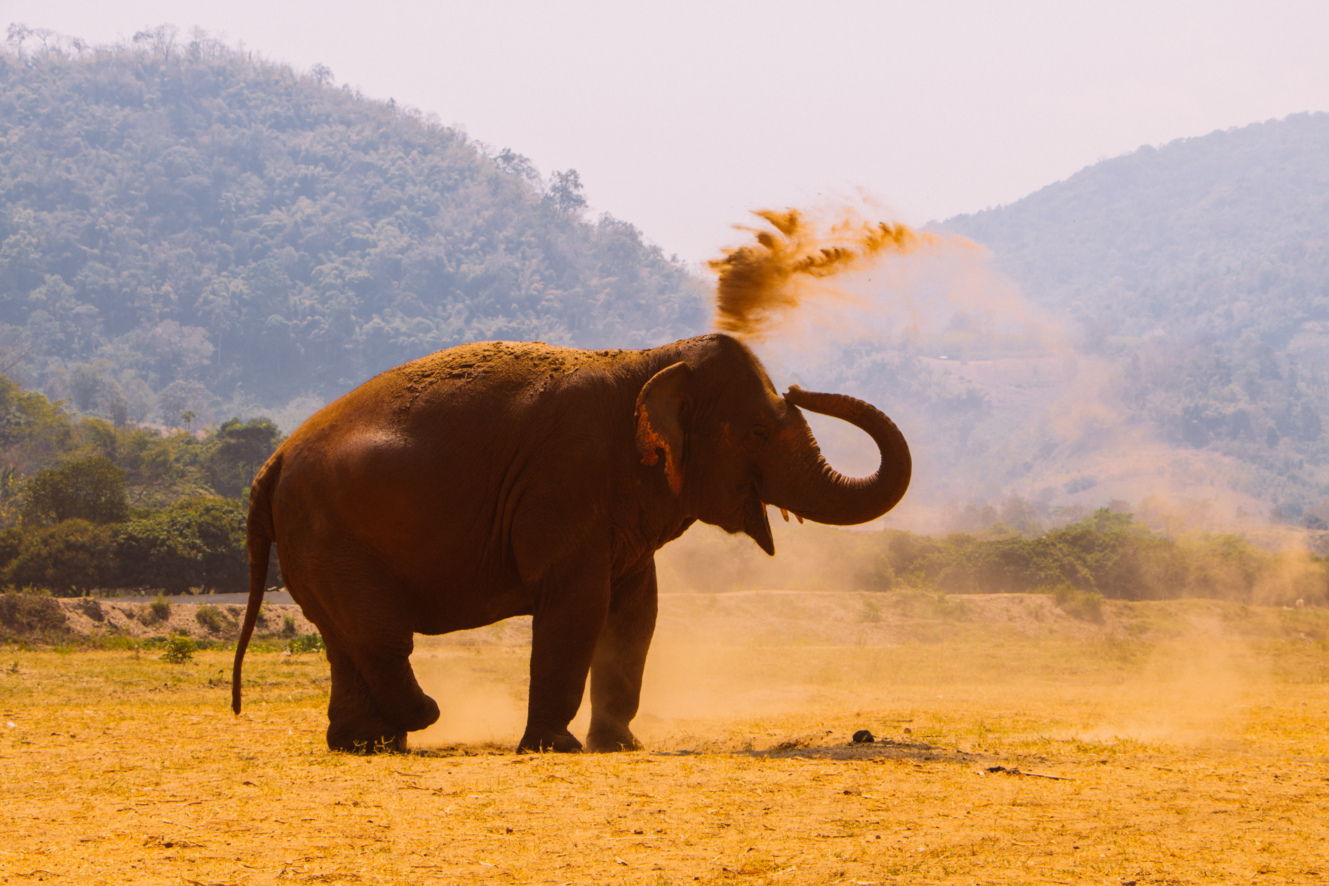 Chiang Mai Elephants muddy in Sanctuary Elephant Park