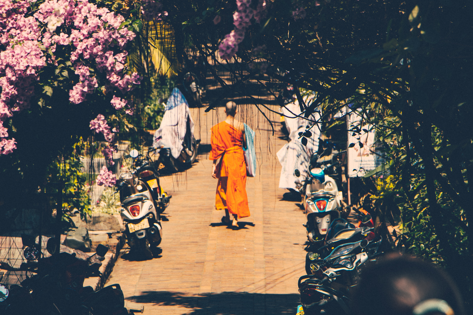 Monk walks into distance through flowers