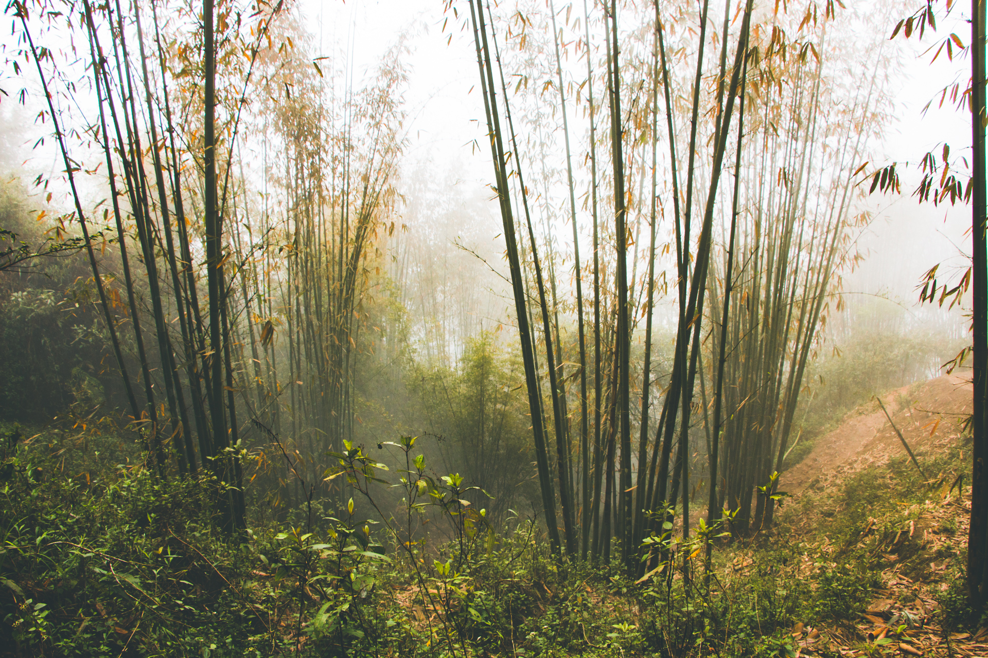 Bamboo forest Sapa